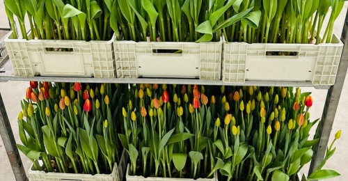 Mille Tulipani per la Liberazione al Parco delle Chiocciole di Casalnuovo 