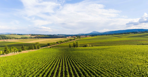 Wine_retreat_a_Montepulciano_nelle_tenute_Carpineto_2_1.png