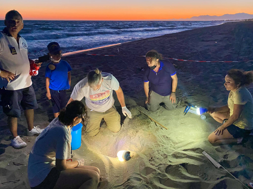 Tartarughe caretta caretta salvate a Castel Volturno grazie allassociazione Domizia 1