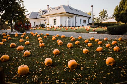 Zucca mania ecco gli eventi a portata di famiglia 4